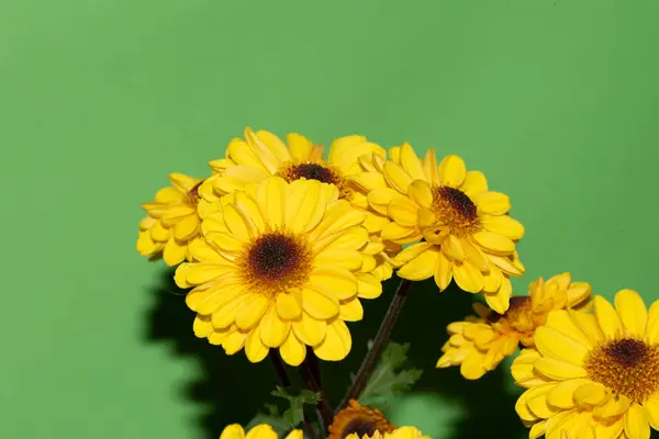 Helle Schöne Blumen Auf Grünem Hintergrund — Stockfoto