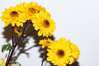 Renkli sonbahar çiçekleri, yakın çekim 