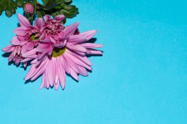Mavi arkaplanda, kopya alanı olan güzel çiçekler