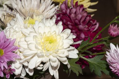 Güzel çiçekler, yakın plan, çiçek konsepti