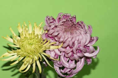 Yeşil arka planda parlak güzel çiçekler