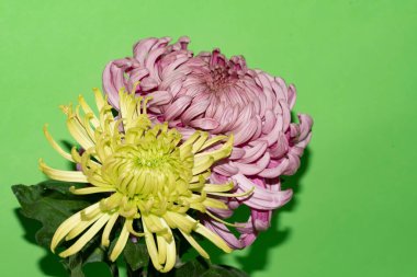 Yeşil arka planda parlak güzel çiçekler