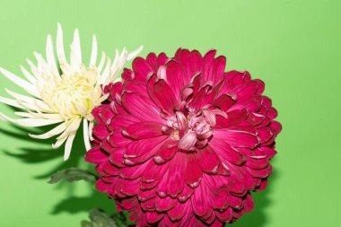 Yeşil arka planda parlak güzel çiçekler