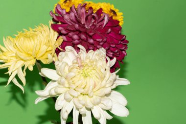 Yeşil arka planda parlak güzel çiçekler