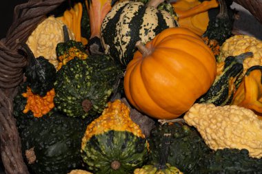 Hasır sepette renkli balkabakları