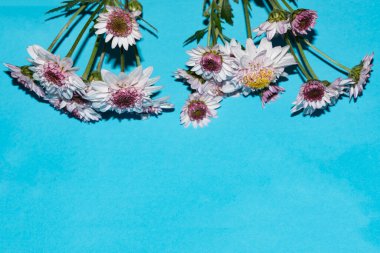 Mavi arkaplanda, kopya alanı olan güzel çiçekler