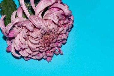 Mavi arkaplanda, kopyalama alanı olan güzel bir çiçek