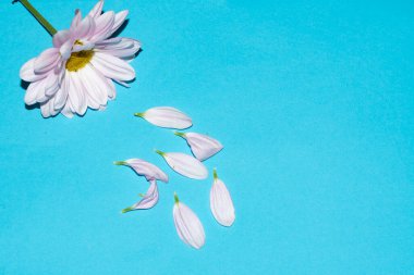 Mavi arkaplanda, kopya alanı olan güzel çiçekler