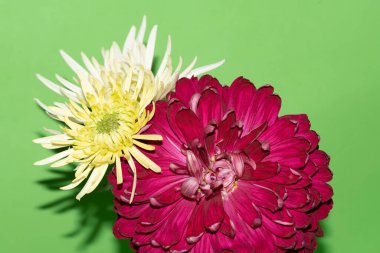 Yeşil arka planda parlak güzel çiçekler