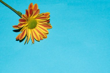 Mavi arka planda güzel bir çiçek