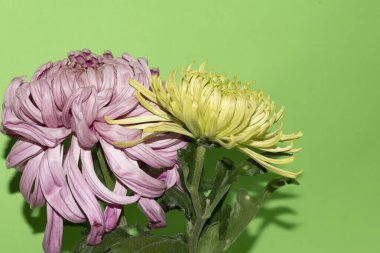 Yeşil arka planda parlak güzel çiçekler