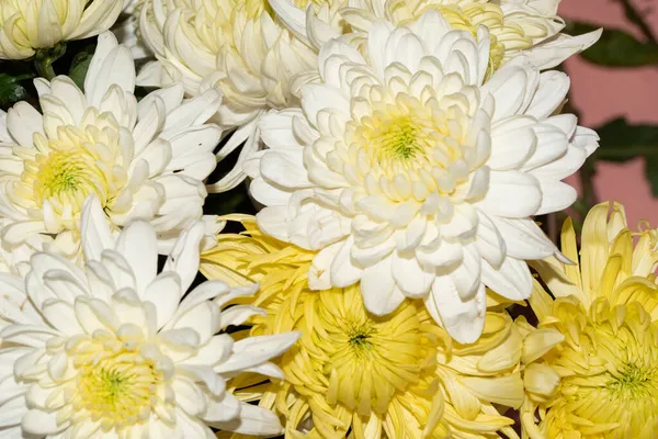 Piękne Kwiaty Bliska Kwiatowa Koncepcja Tła — Zdjęcie stockowe