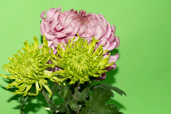 Heldere Mooie Bloemen Groene Achtergrond — Stockfoto