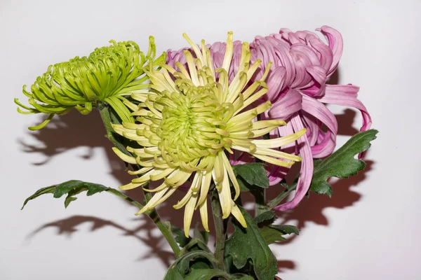 Close Van Mooie Boeket Bloemen — Stockfoto