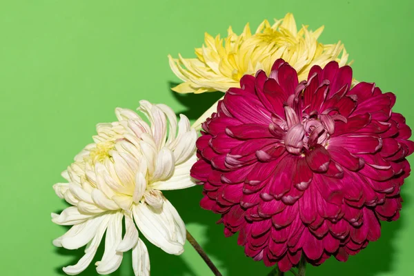 Heldere Mooie Bloemen Groene Achtergrond — Stockfoto