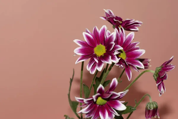 Hermosas Flores Gerberas Sobre Fondo Rosa Claro — Foto de Stock