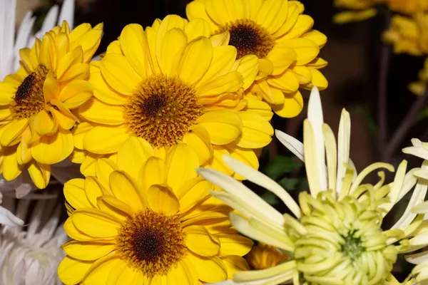 Όμορφα Λουλούδια Κοντά Φλοράλ Φόντο Έννοια — Φωτογραφία Αρχείου