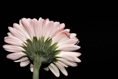 Siyah arka plan üzerine izole güzel gerbera çiçek