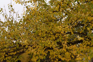 Sonbahar ağaçları arka planda. Parktaki ağaç dallarının dokusunu.