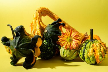 Sonbahar konsepti, balkabakları ve güzel çiçekler.