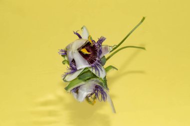 Renkli sonbahar çiçekleri, yakın çekim 