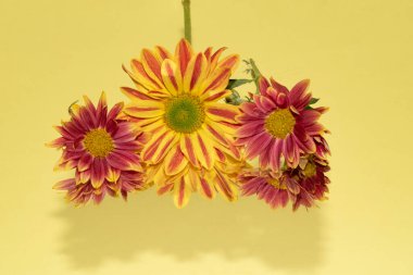 Renkli sonbahar çiçekleri, yakın çekim 