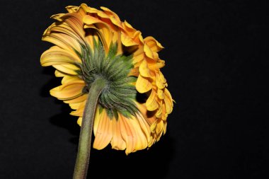 Siyah arkaplanda izole edilmiş güzel tek bir çiçek