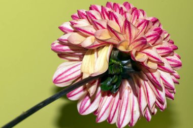 Güzel Gerbera çiçeği renk arkaplanında izole