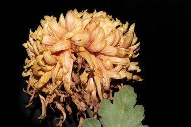 Siyah arkaplanda izole edilmiş güzel tek bir çiçek