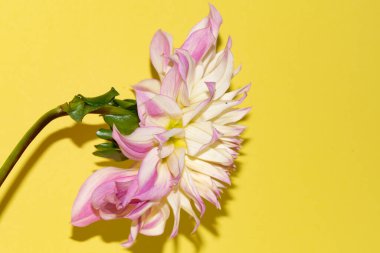 Taze renkli çiçeğin yakın plan çekimi.