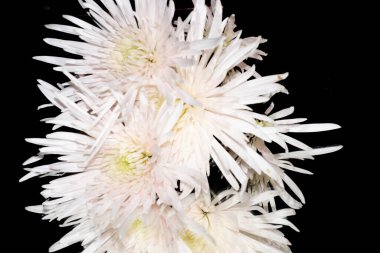 Koyu arkaplandaki güzel çiçekleri kapat