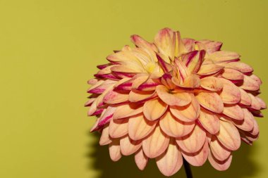 Sarı arka planda güzel bir çiçek. yakın çekim görünümü