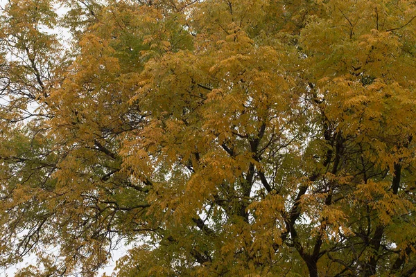 Herbst Bäume Hintergrund Die Textur Der Äste Der Bäume Park — Stockfoto