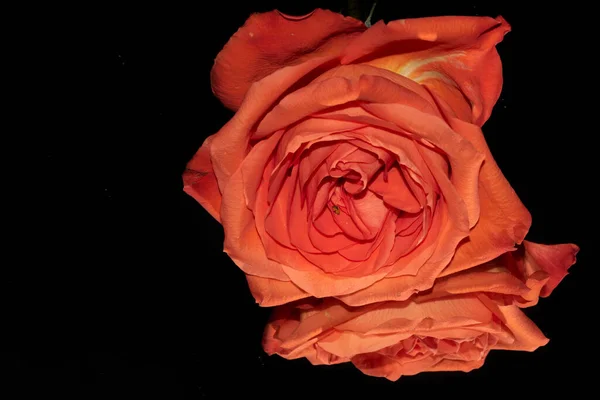 Schönheit Frische Rose Nahaufnahme — Stockfoto