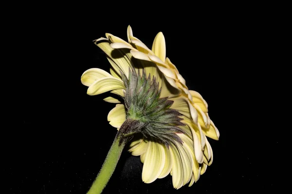 Krásný Jediný Květ Izolované Černém Pozadí — Stock fotografie