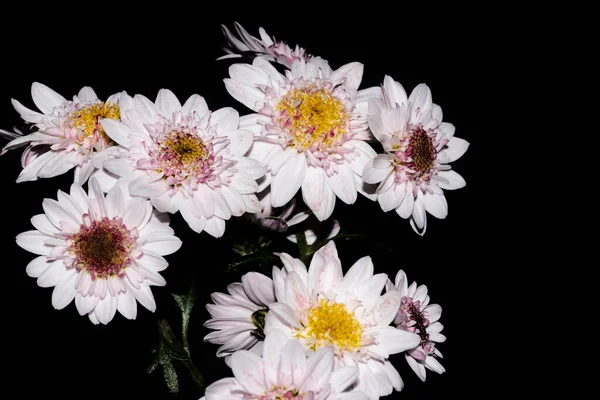 Primer Plano Hermosas Flores Sobre Fondo Oscuro — Foto de Stock