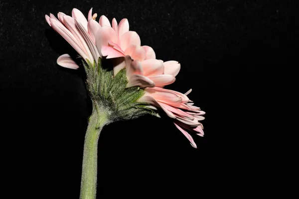 Květina Krásný Gerbera Izolovaných Černém Pozadí — Stock fotografie