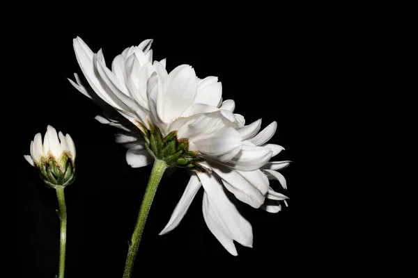 Красивый Одинокий Цветок Черном Фоне — стоковое фото