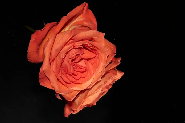 Schönheit Frische Rose Nahaufnahme — Stockfoto