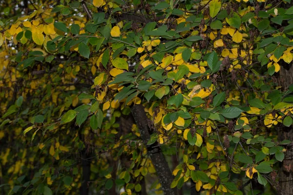 Outono Árvores Fundo Textura Dos Ramos Das Árvores Parque — Fotografia de Stock