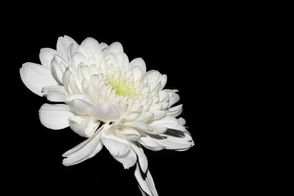 Krásný Jediný Květ Izolované Černém Pozadí — Stock fotografie