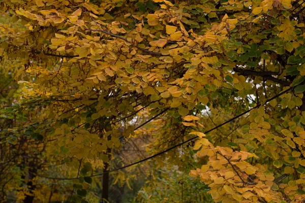 Осенние Деревья Фон Текстура Ветвей Деревьев Парке — стоковое фото