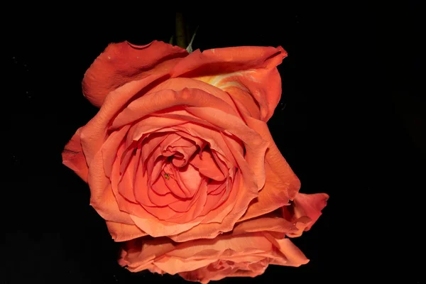Piękne Świeże Róże Strzał Bliska — Zdjęcie stockowe
