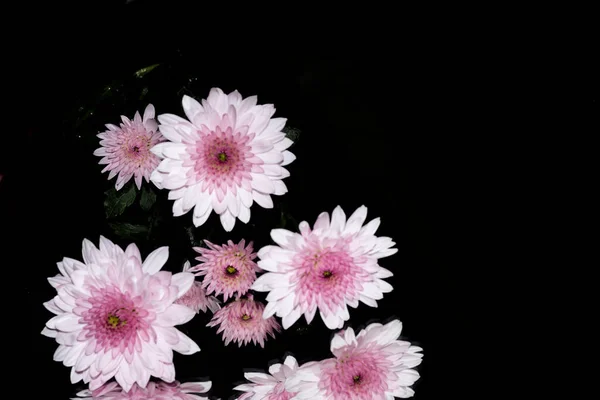 Nahaufnahme Schöner Blumen Auf Dunklem Hintergrund — Stockfoto