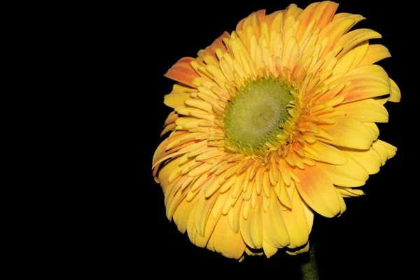 Bellissimo Singolo Fiore Isolato Sfondo Nero — Foto Stock