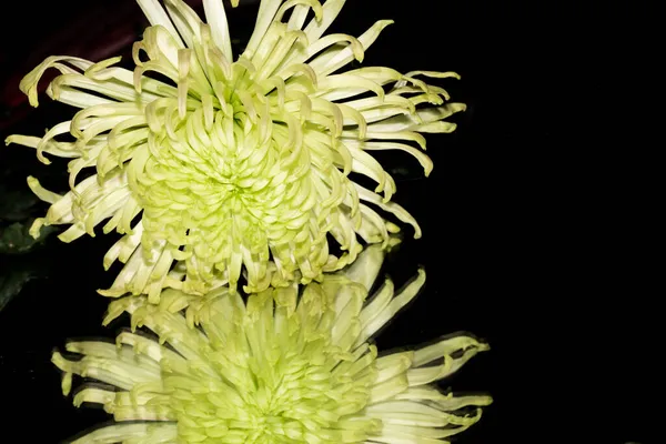 Koyu Arkaplandaki Güzel Çiçekleri Kapat — Stok fotoğraf