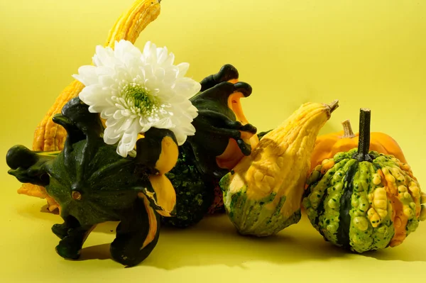 秋のコンセプト カボチャと美しい花 — ストック写真