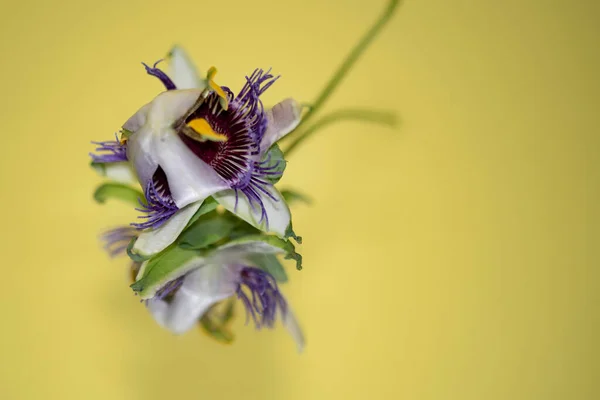Барвисті Осінні Квіти Крупним Планом — стокове фото