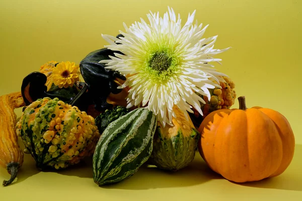 秋天的概念 南瓜和花 — 图库照片