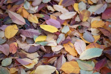 Sonbahar yapraklarının manzarasını kapat